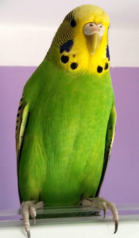 età di Piuma